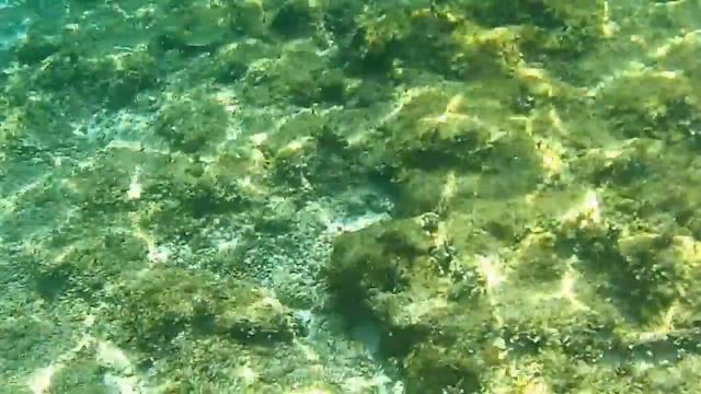 Spain, Majorka, Plaja de Sa Coma, Unterwasserwelt Sa Coma. Испания Маёрка, подводный мир в Са Коме смотреть онлайн
