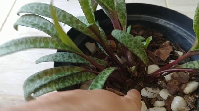 ⭕Como cuidar da planta Ledebouria Sociallis / Scilla Violacea - Como recuperar minha planta ? смотреть онлайн