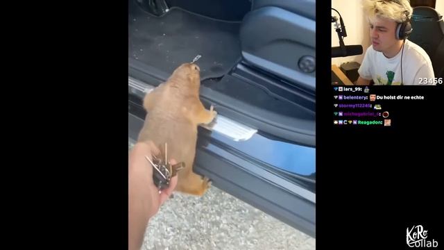 Solche Trucks kann es auch nur dort geben... (Daily Dose of Internet 13.0) I Papaplatte Reaction смотреть онлайн