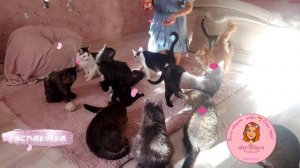 ? Реакция котиков на открытие пакетика с лакомством Dreamies?  Даже больные встали ?
