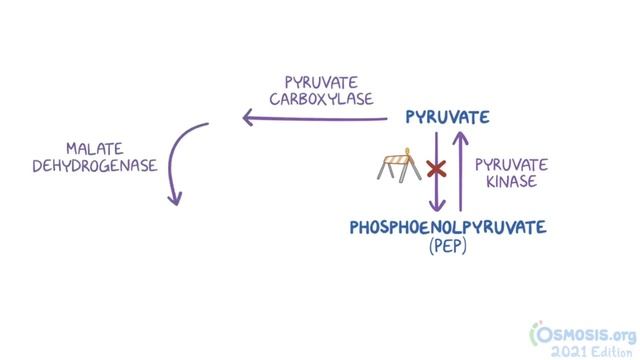 Osmosis _ Gluconeogenesis (Biochemistry).mp4 смотреть онлайн