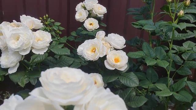 Роза Ютерзенер Клостеррозе ???
Rosa Uetersener Klosterrose смотреть онлайн