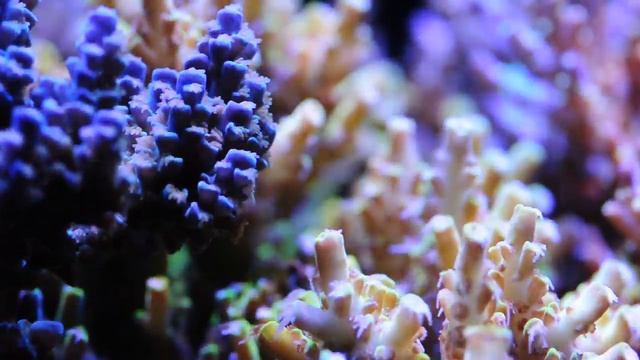Acrotrdco's 65 Gallon Rimless with Maxspect Mazarra смотреть онлайн