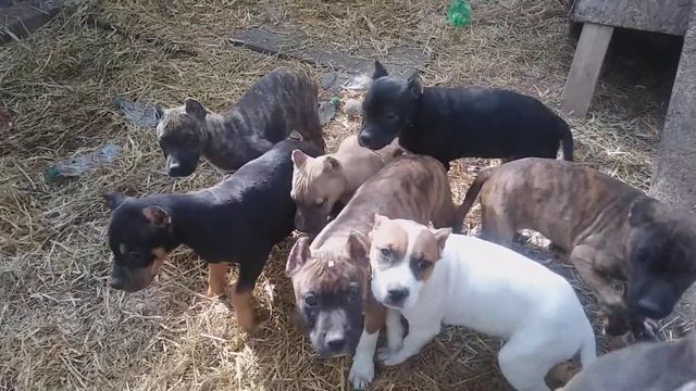 G' Camps...Girls Gone Wild смотреть онлайн