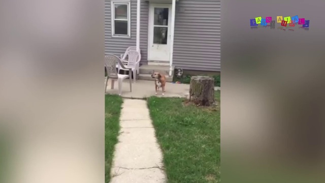 Приколы с животными смешные кошки и собаки. Угарные животные. ДО СЛЁЗ #1 смотреть онлайн