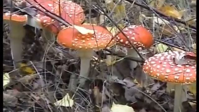 Как же нам повезло! Грибы в Катынском лесу вблизи Смоленска. смотреть онлайн