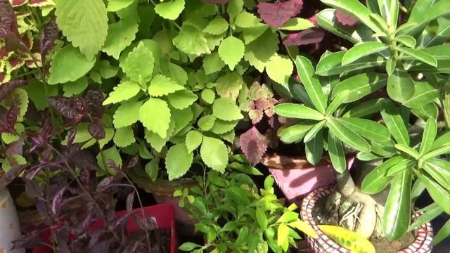 2 Best hedge plant Loropetalum & Golden Duranta || How to grow & care hedge plant || Landscape plan смотреть онлайн