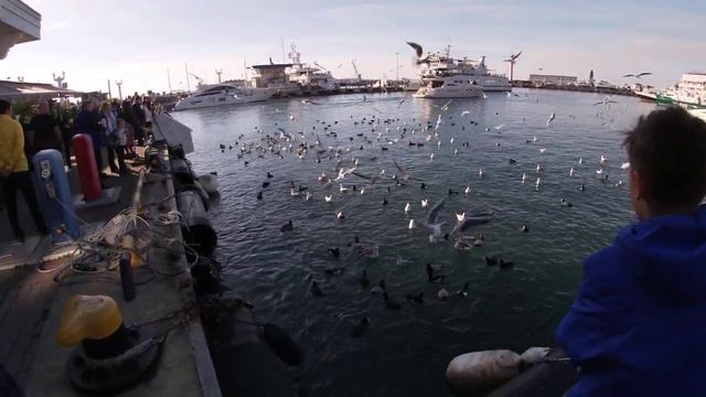 Чайки Сочи Морской порт смотреть онлайн