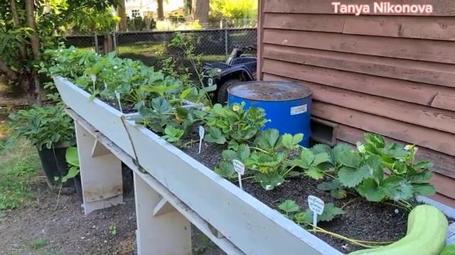 ЗЕМЛЯНИКА, КЛУБНИКА И ВИКТОРИЯ на моём огороде. смотреть онлайн