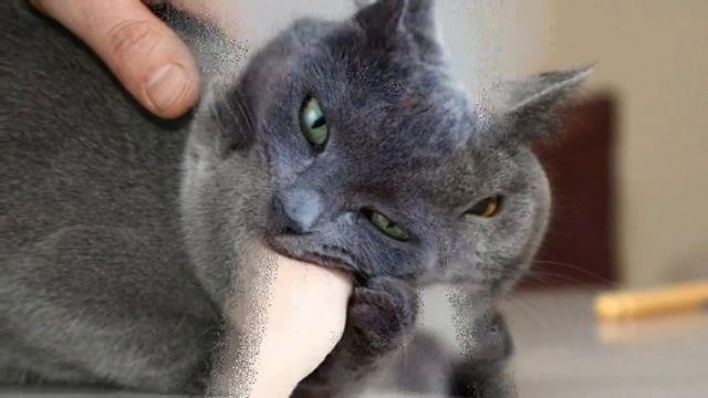 Каких людей любят кошки смотреть онлайн