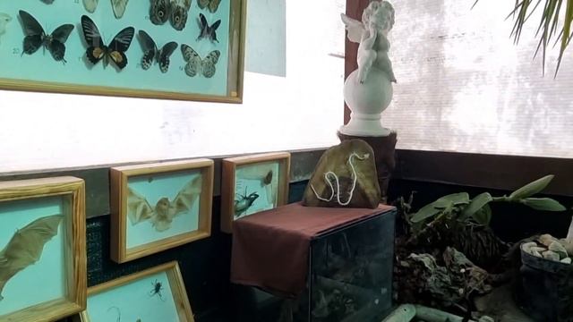 #норильск_ялта ВЕСНА ПРИШЛА ПЕРВЫЕ БАБОЧКИ В ЯЛТЕ смотреть онлайн