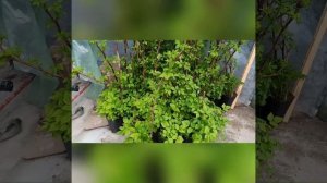 Саженцы сорта малины « Овация и Маджестик»