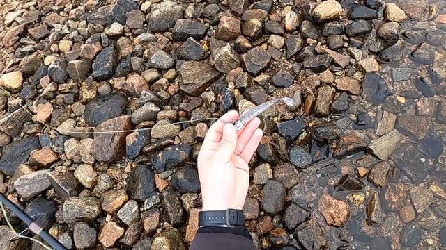 ЭТО ЖОР! КЛЮЁТ ПОЧТИ НА КАЖДОМ ЗАБРОСЕ! рыбалка в Норвегии с берега!! треска, люр. смотреть онлайн