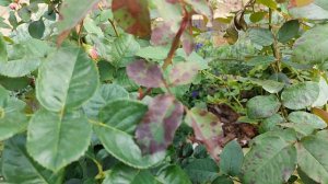 ЛОЖНАЯ МУЧНИСТАЯ РОСА на РОЗАХ🥀. КАК ОПОЗНАТЬ и ОБЕЗВРЕДИТЬ