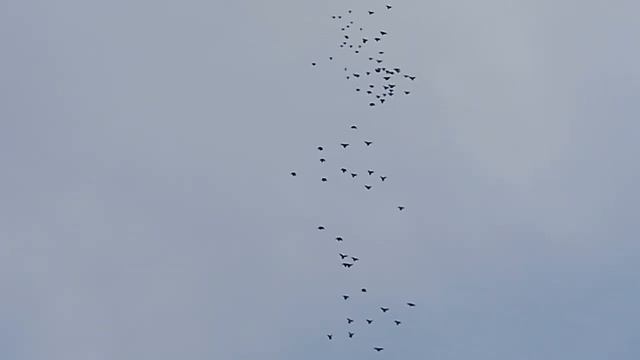 Голуби?️ Василия Рузманова смотреть онлайн