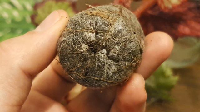 New begonias for the Tiny Tropical Garden смотреть онлайн