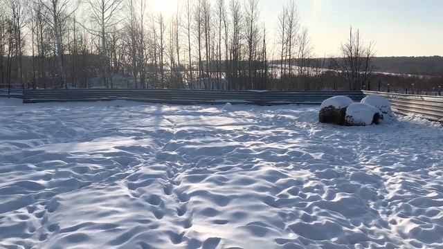 Хряк венгерской Мангалица. Выпустил у девочкам. смотреть онлайн