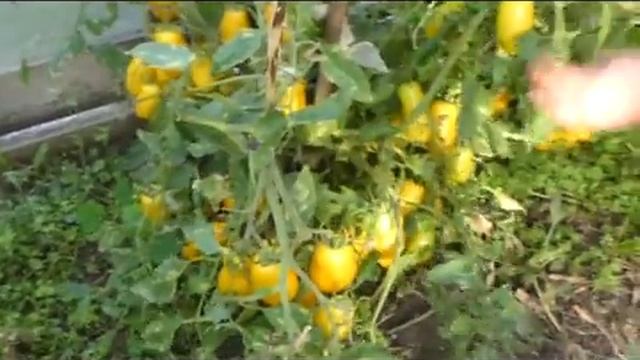 Томаты банановые ноги и шахерезада, ОЧЕНЬ урожайные