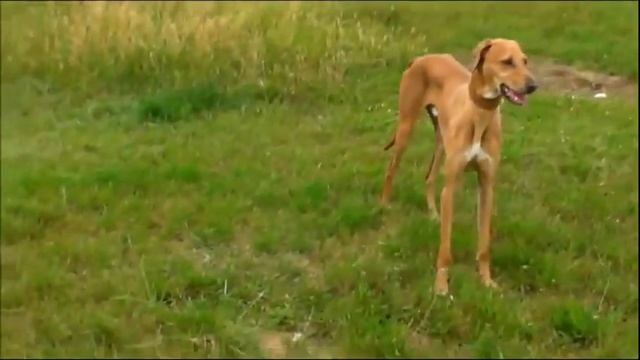 Азавак / Azawakh (Tuareg Sloughi, Azawakh Hound)