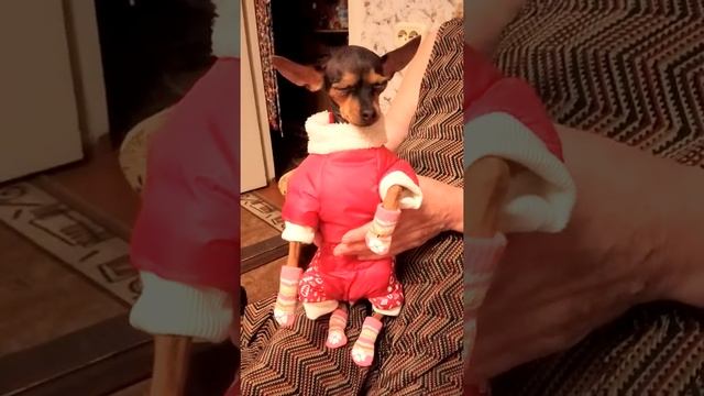 Красотка!одежда!собака!мини той - терьер! смотреть онлайн