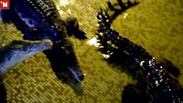 Крокодиловая ферма на Урале. Как покормить крокодила. Часть 1