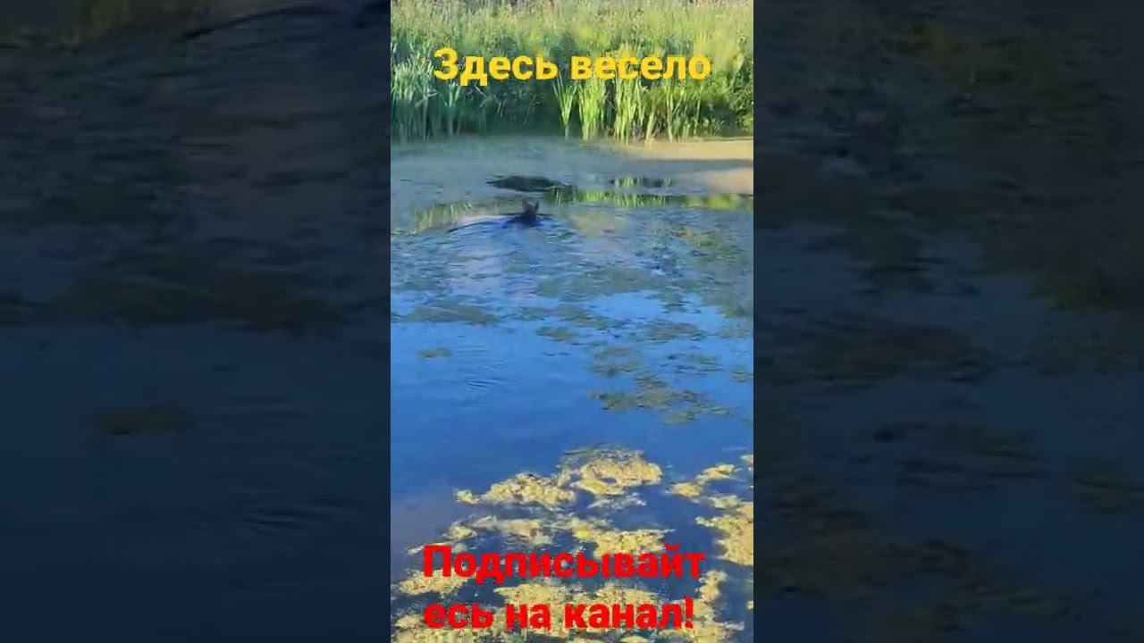 Крейсер Багира! смотреть онлайн
