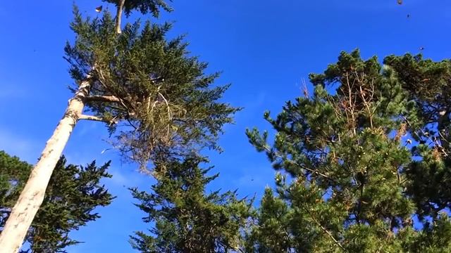 #простодлянастроения Город бабочек - Pacific Grove / California - путешествие по Калифорнии смотреть онлайн