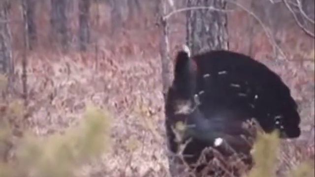 Охота на глухаря смотреть онлайн
