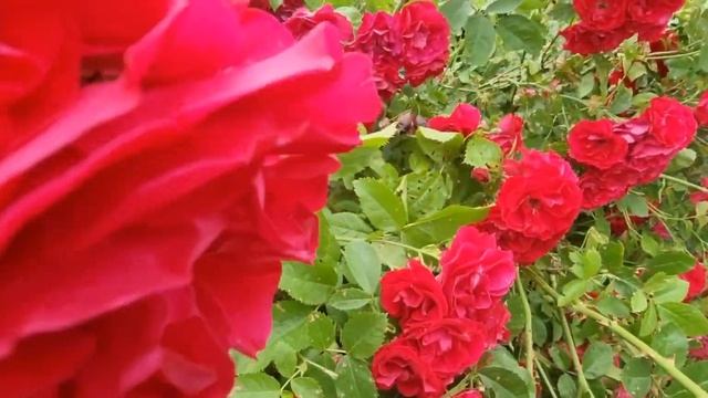 Прогуляемся вдоль реки рядом с розами + Чайковский (перезалив) смотреть онлайн