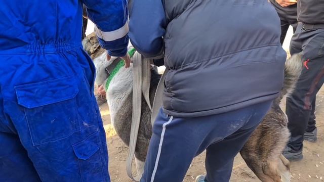едем смотреть крутых Волкодавов! смотреть онлайн