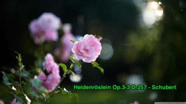 Schubert - Heidenroslein Op.3-3 D.257 смотреть онлайн