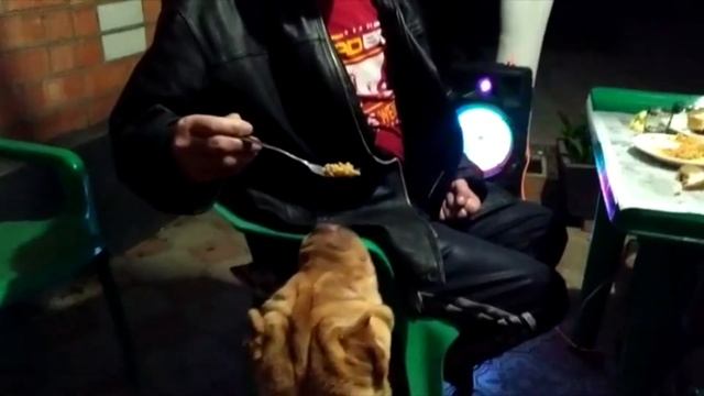 Собаки, породы немецкий боксер и шарпей, едят с вилки хозяина! смотреть онлайн