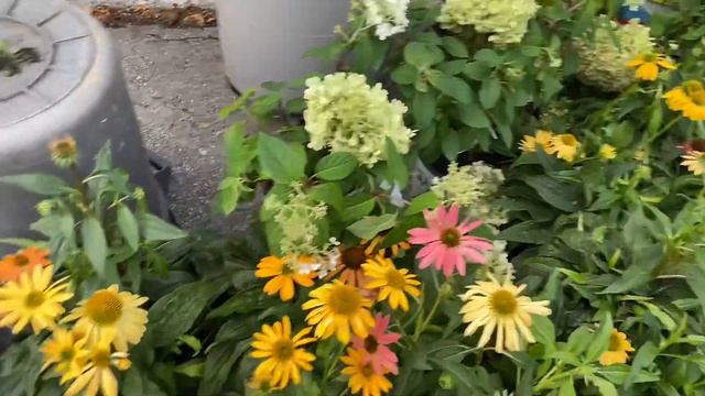 EPIC PLANT HAUL!!! // Bobo Hydrangea // Little Lime Hydrangea / Cone Flower Mix / Munstead Lavender смотреть онлайн