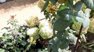 Роза Gospel (Госпел) чайно-гибридная