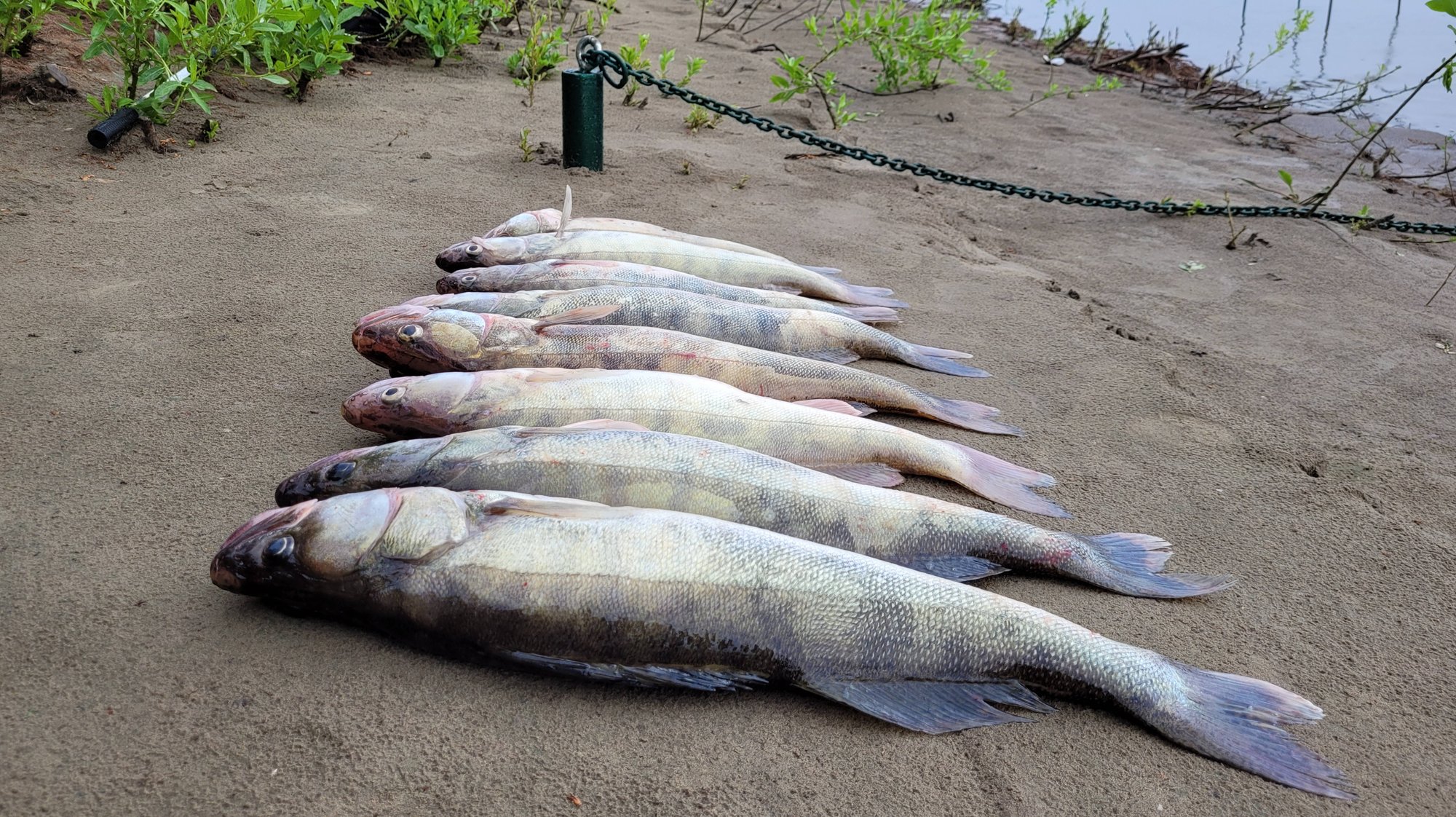 (часть 2) ИЮЛЬ 2022 - УБОЙНЫЙ клёв судака в ДОЖДЬ днём, река Ахтуба база УГЛЯНСКОЕ кемпинг.