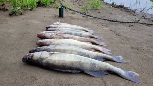 (часть 2) ИЮЛЬ 2022 - УБОЙНЫЙ клёв судака в ДОЖДЬ днём, река Ахтуба база УГЛЯНСКОЕ кемпинг.