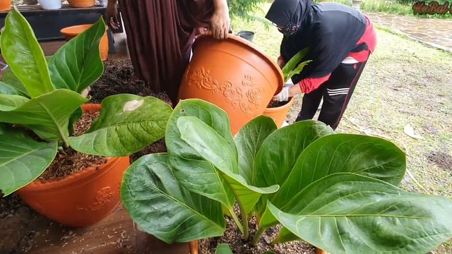REPOTTING CARA MUDAH MERAWAT & MEMPERBANYAK ANTHURIUM смотреть онлайн