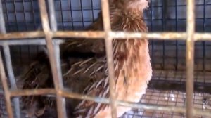 Песня перепела - перепел поет или кричит?