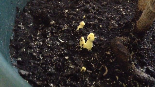 Грибы в горшке комнатных цветов смотреть онлайн