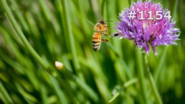 Забавные Моменты с Домашними Животными