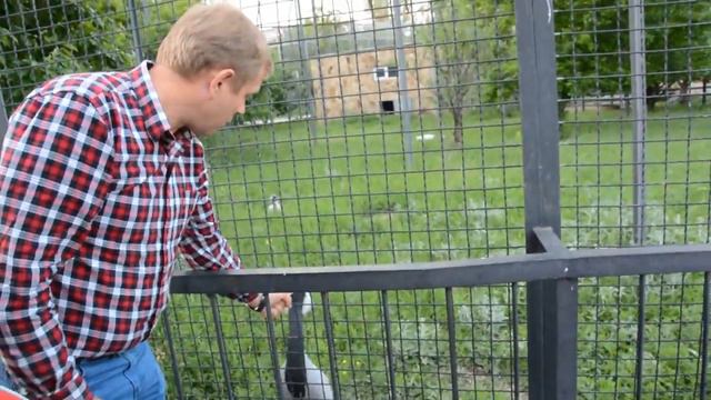 Олег Зубков: зоопарк это не тюрьма смотреть онлайн