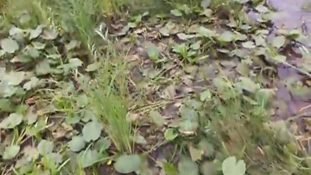 Установка земснаряда . Припять - Беларусь . смотреть онлайн