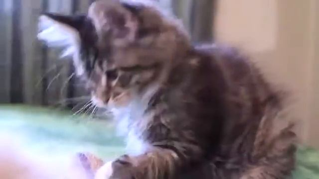 Как выбрать и купить котенка породы мейн кун смотреть онлайн