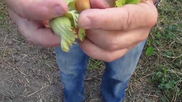 Фундук, сорт "Обильный" смотреть онлайн