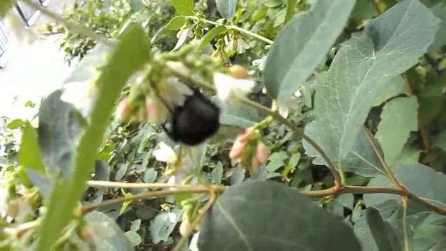 Зоологические Загадки