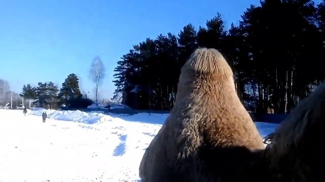 Красивый Двугорбый Верблюд в Центре Сибири Beautiful Bactrian camel in the middle of Siberia смотреть онлайн