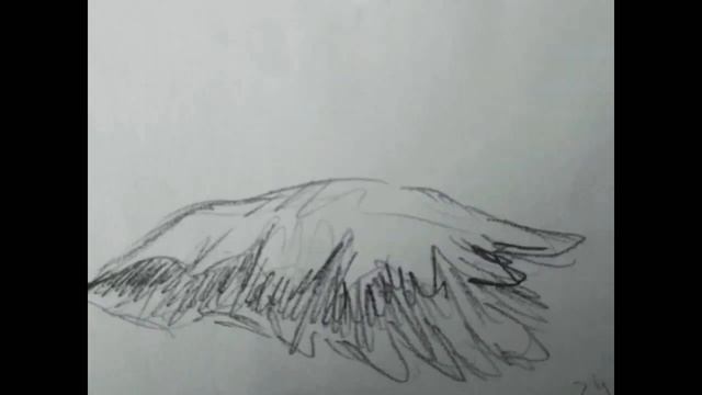"Cockatoo Muybridge". Animation. Gif смотреть онлайн