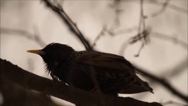 Песни скворца зимой смотреть онлайн