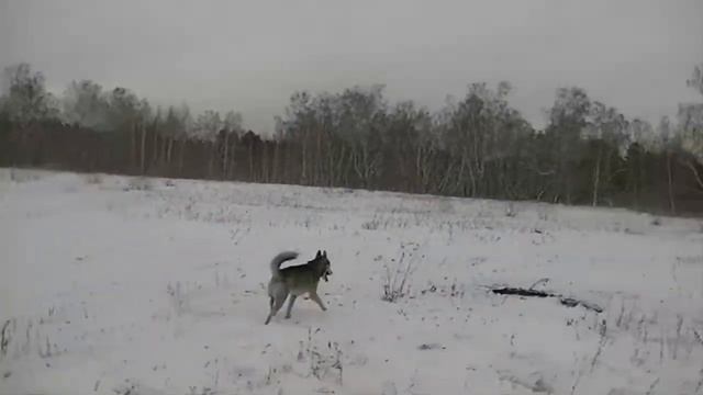 ХАСКИ ИГРАЕТ ЗИМОЙ В СНЕГУ И БЕГАЕТ! смотреть онлайн