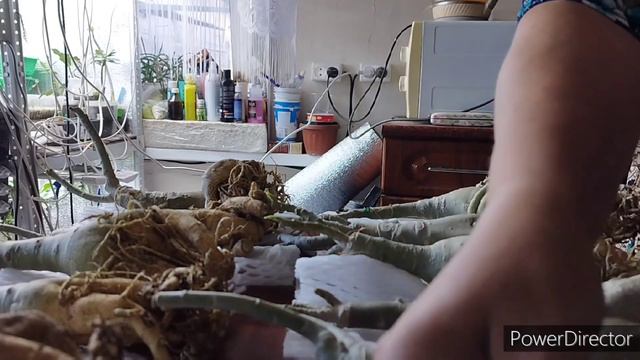 unpacking a parcel with new adeniums. #youtube #youtubevideo #video #viral #viralvideo #adenium #yt смотреть онлайн